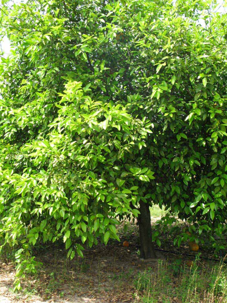                 Habit (Winter Haven,   FL)   